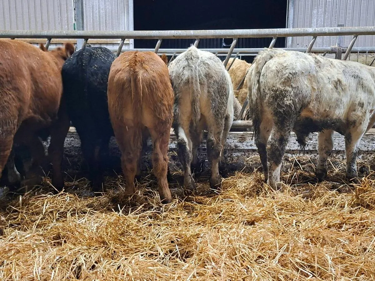 15 bull weanlings - Image 4