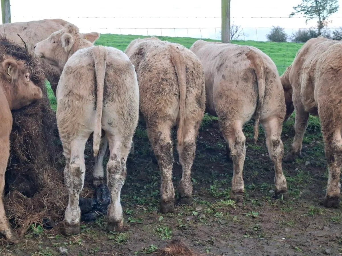 14 Golden Charlaois Bullocks - Image 1