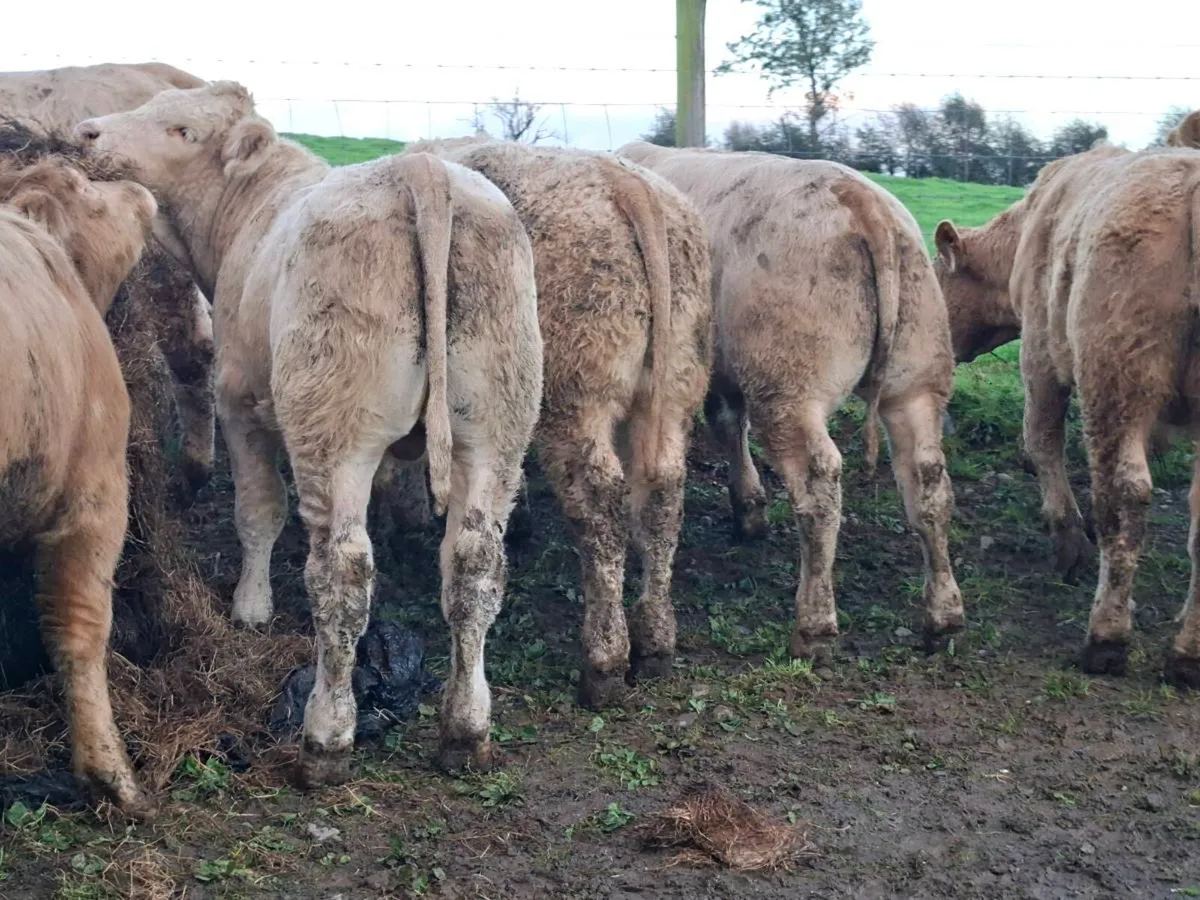 14 Golden Charlaois Bullocks - Image 2