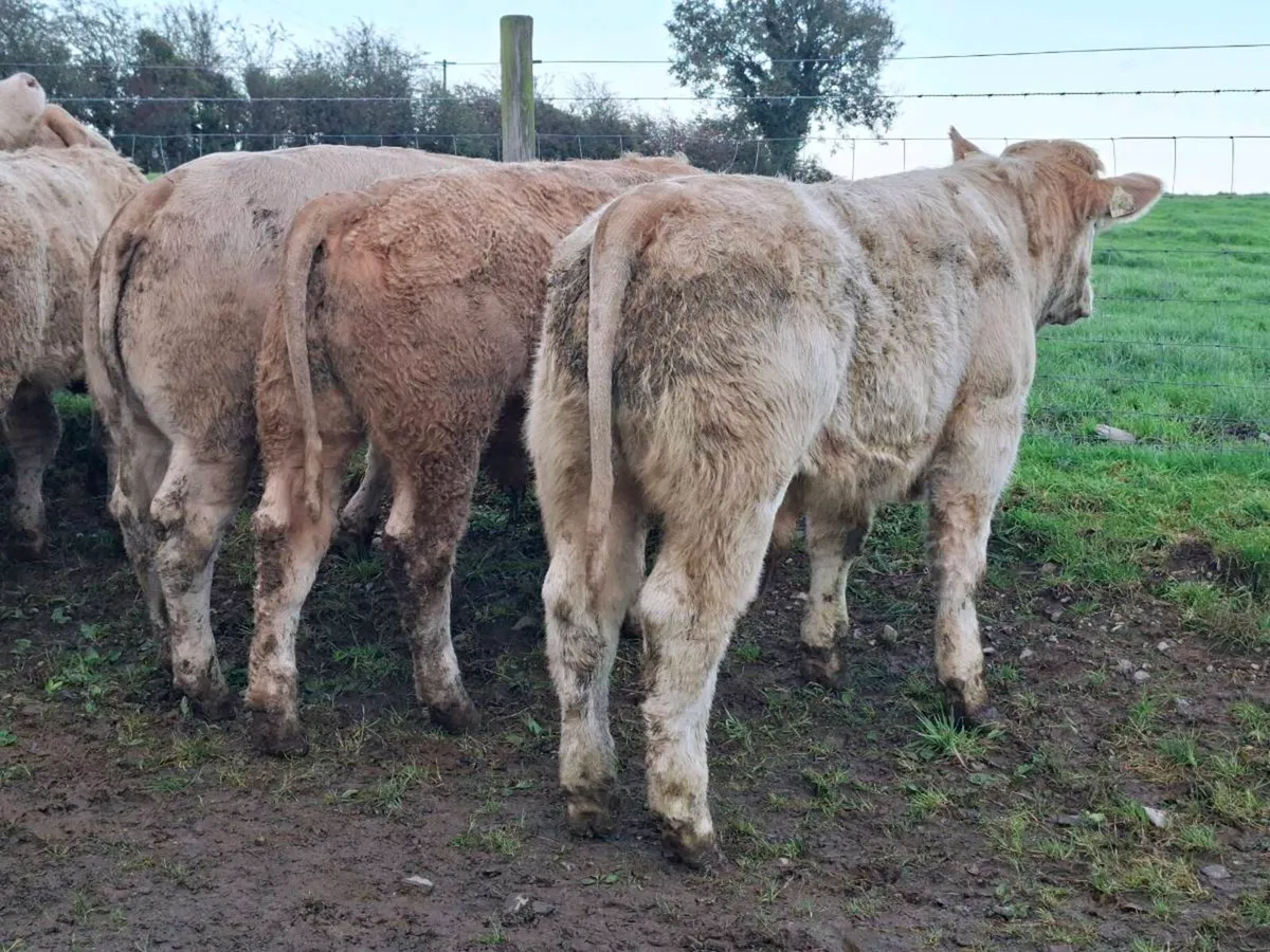 14 Golden Charlaois Bullocks - Image 3
