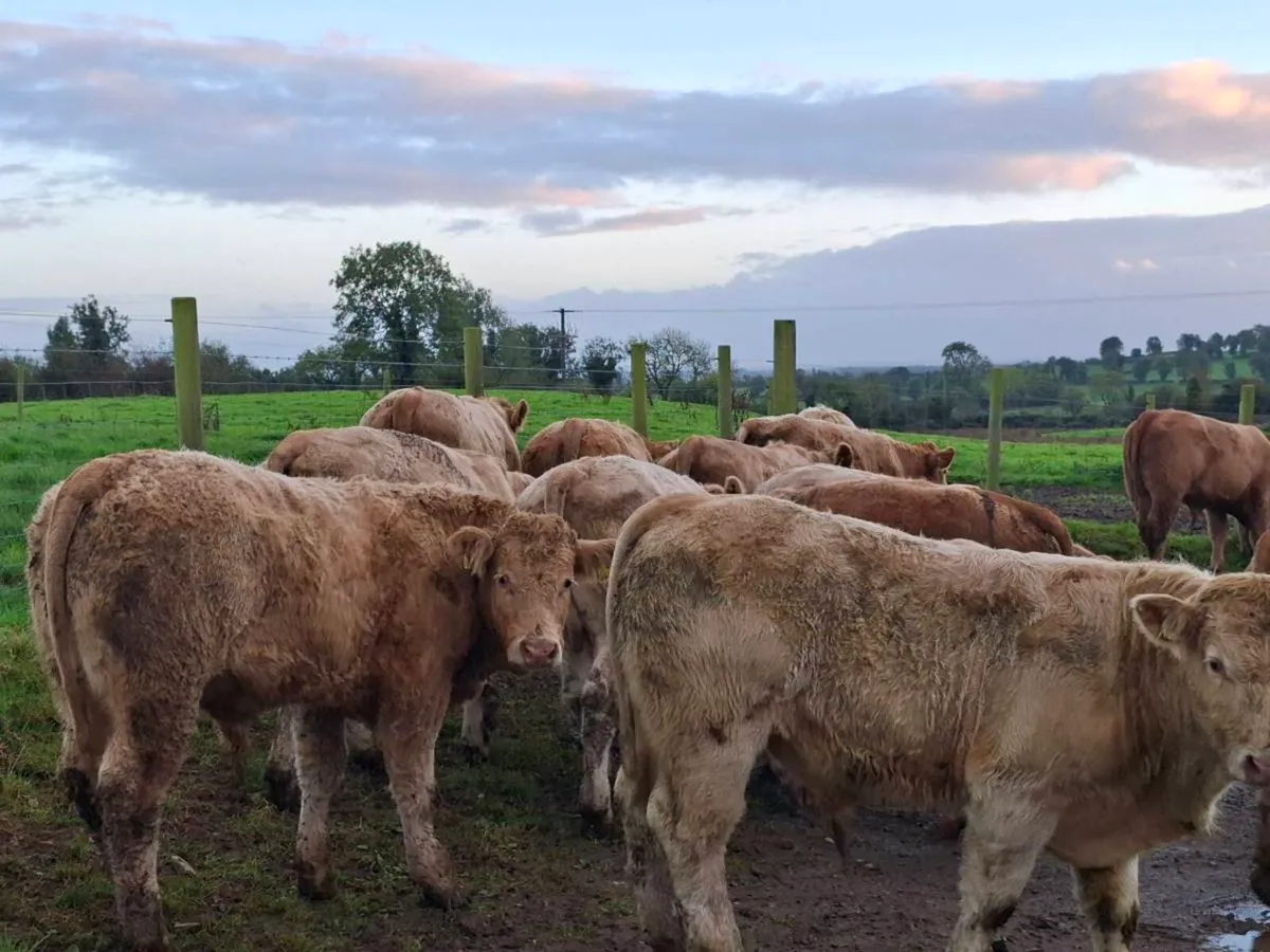 14 Golden Charlaois Bullocks - Image 4