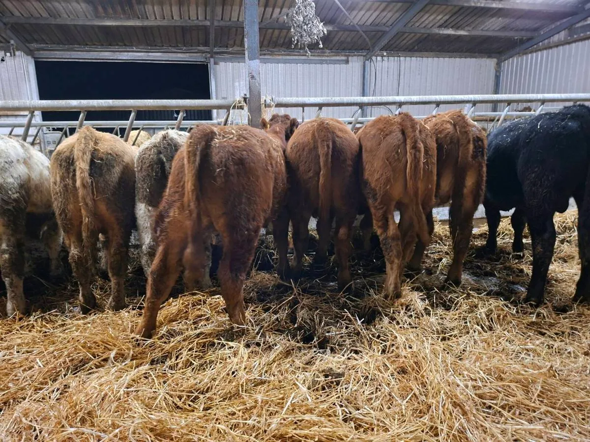 15 bull weanlings - Image 1