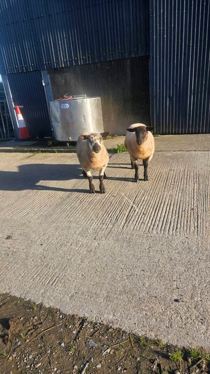 One suftex ram and one Suffolk x charlollais - Image 1