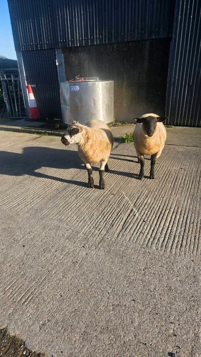 One suftex ram and one Suffolk x charlollais - Image 2