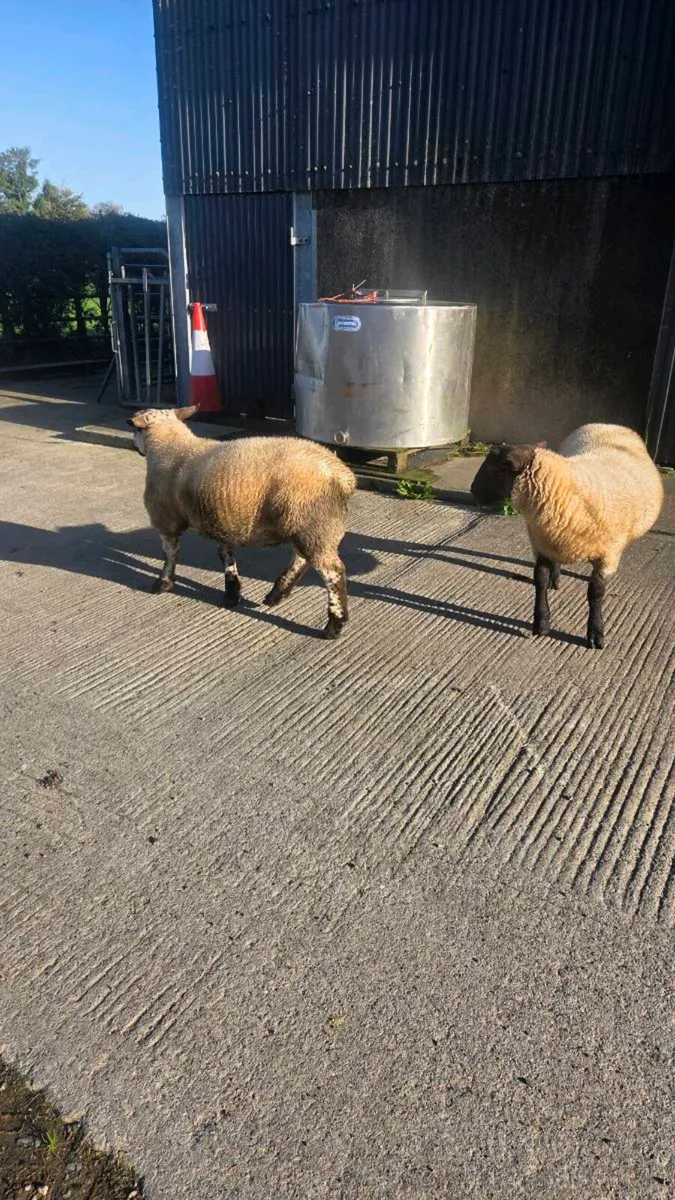 One suftex ram and one Suffolk x charlollais - Image 3