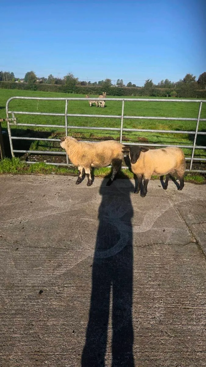 One suftex ram and one Suffolk x charlollais - Image 4