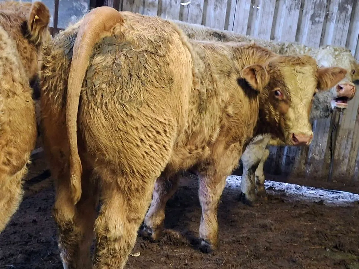 3 Super U Grade Charlaois Bulls 430kgs - Image 2