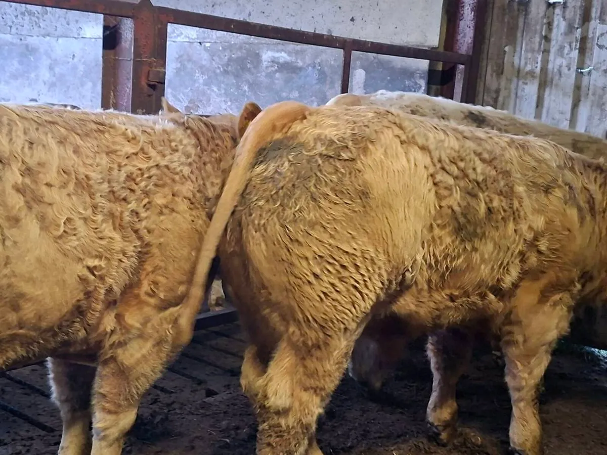 3 Super U Grade Charlaois Bulls 430kgs - Image 3