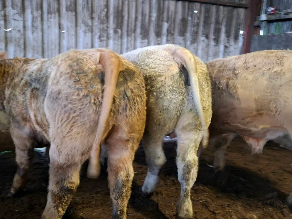 3 Super U Grade Charlaois Bulls 430kgs - Image 4