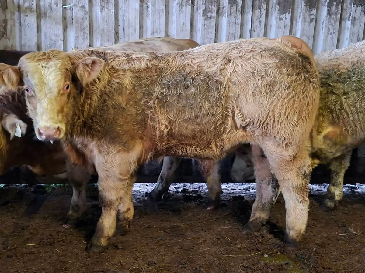 3 Super U Grade Charlaois Bulls 430kgs - Image 1