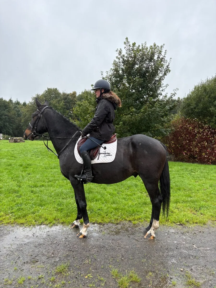 5yo bay gelding - Image 1
