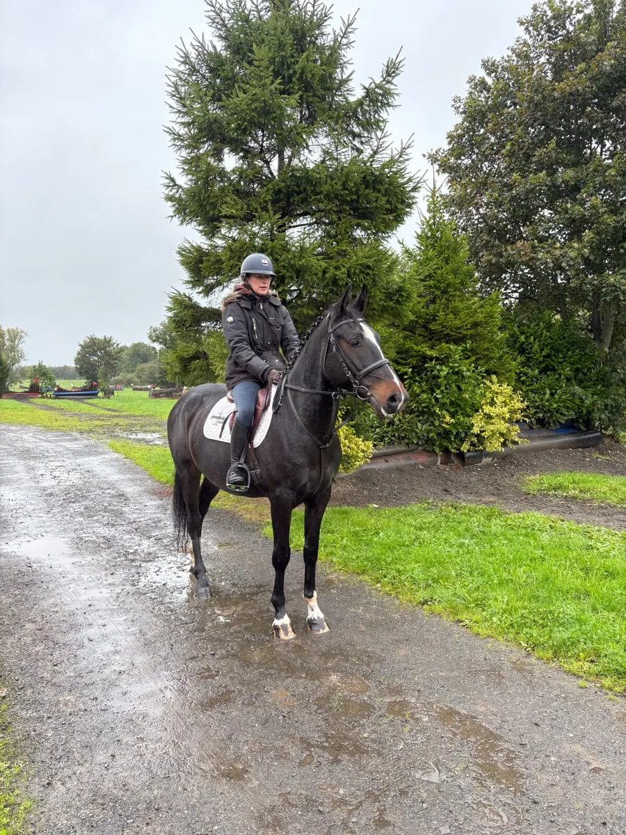 5yo bay gelding - Image 3