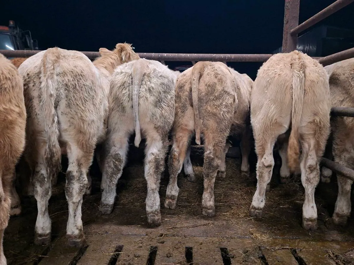 20 Smashing Suckler bred bull Weanlings - Image 1