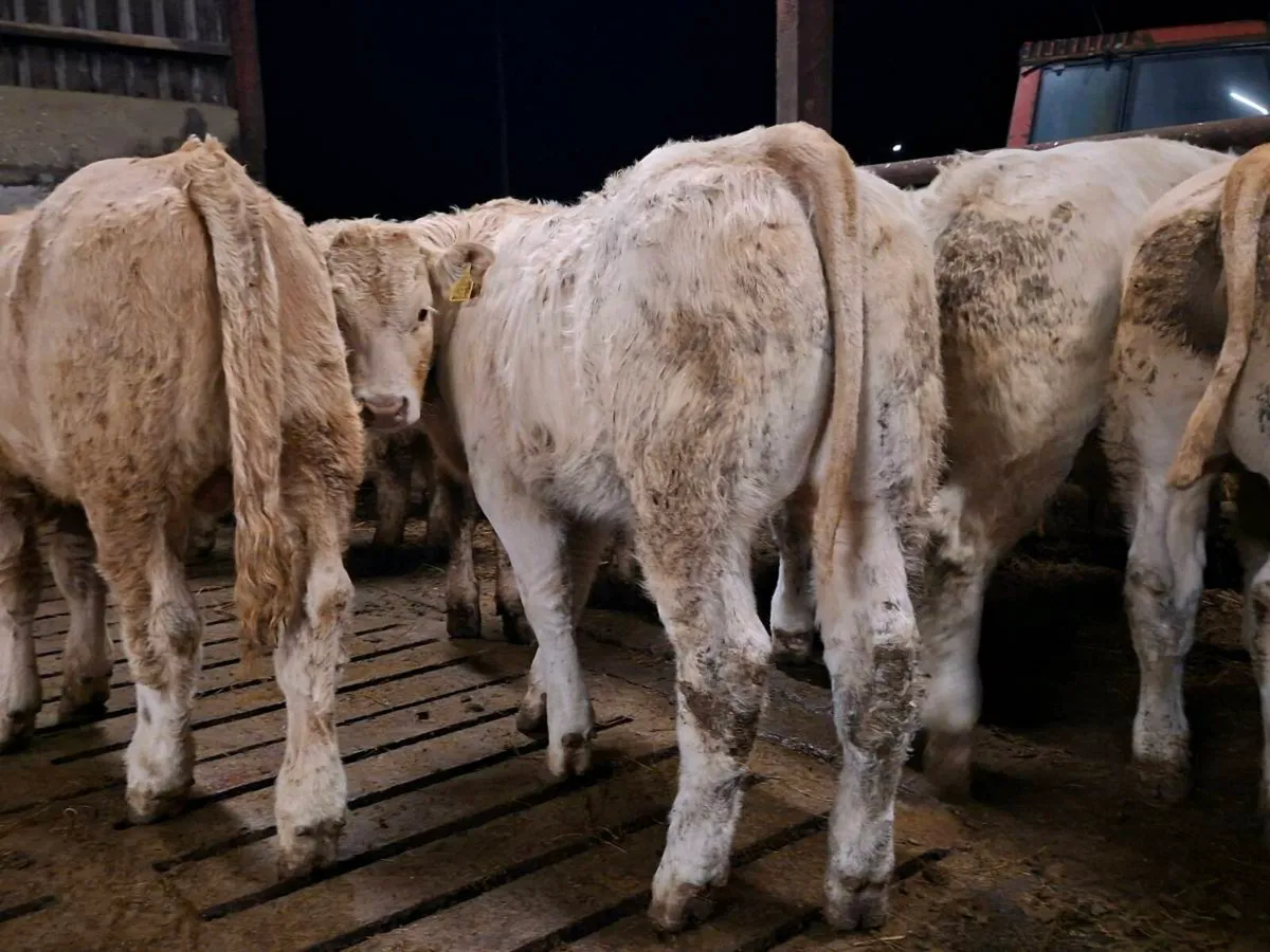 20 Smashing Suckler bred bull Weanlings - Image 2