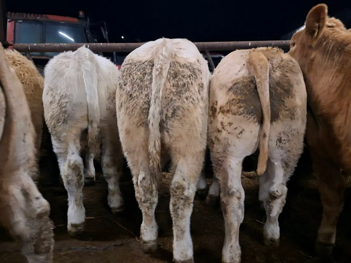 20 Smashing Suckler bred bull Weanlings - Image 3