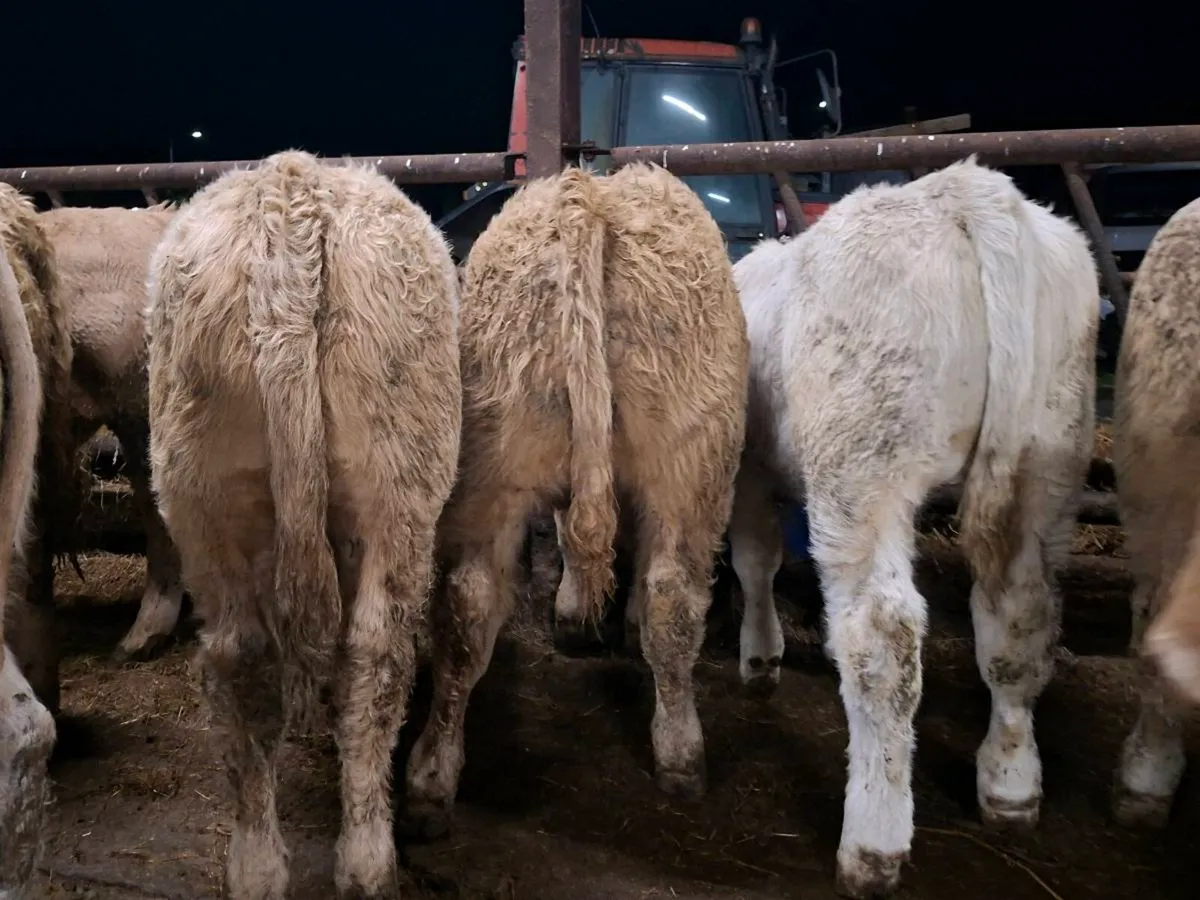 20 Smashing Suckler bred bull Weanlings - Image 4