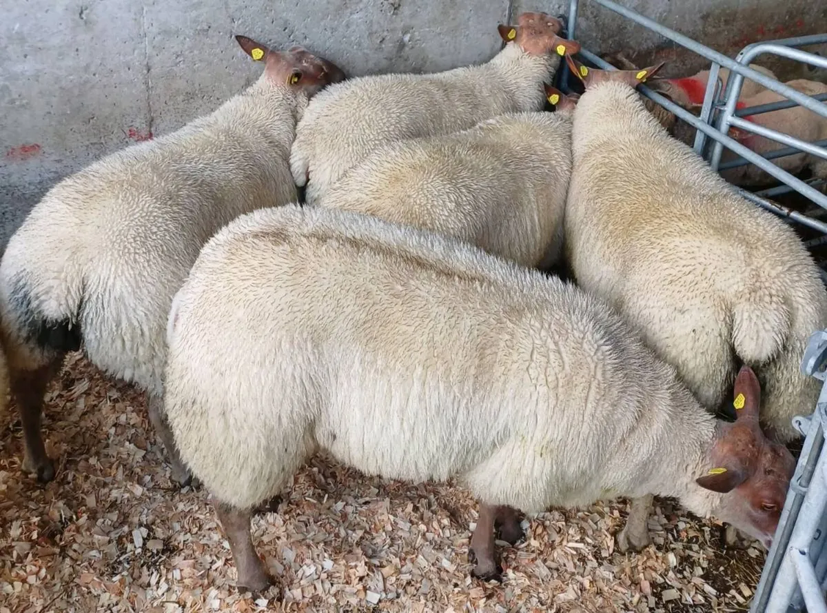PBR Rouge Ram Lambs - Image 2