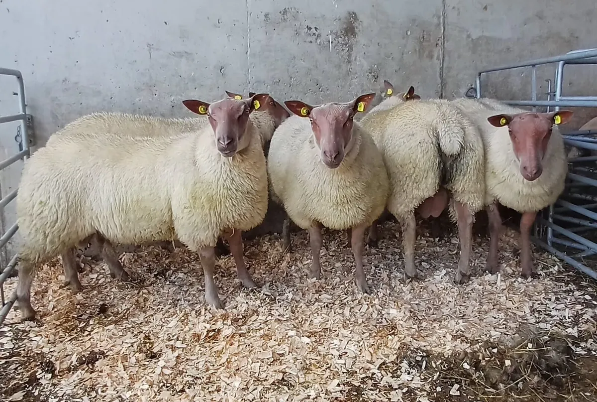 PBR Rouge Ram Lambs - Image 1