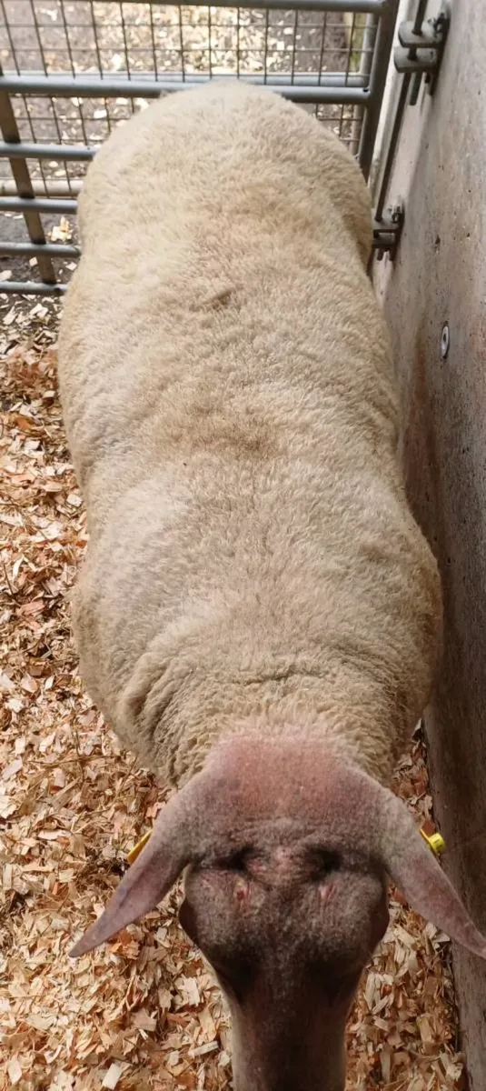 PBR Rouge Ram Lambs - Image 4