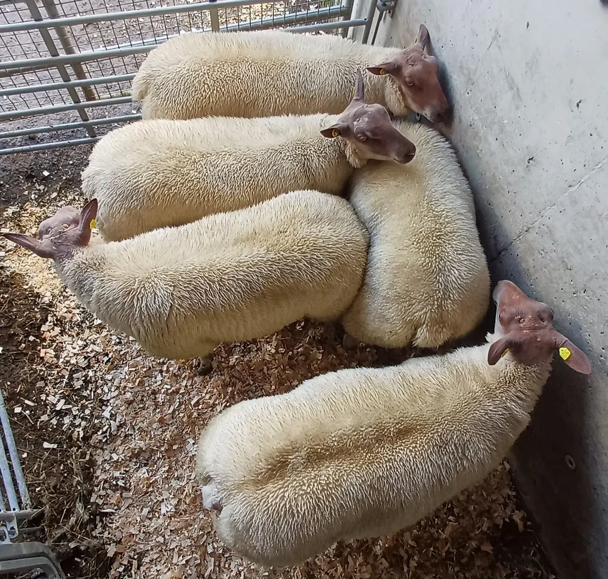PBR Rouge Ram Lambs - Image 3
