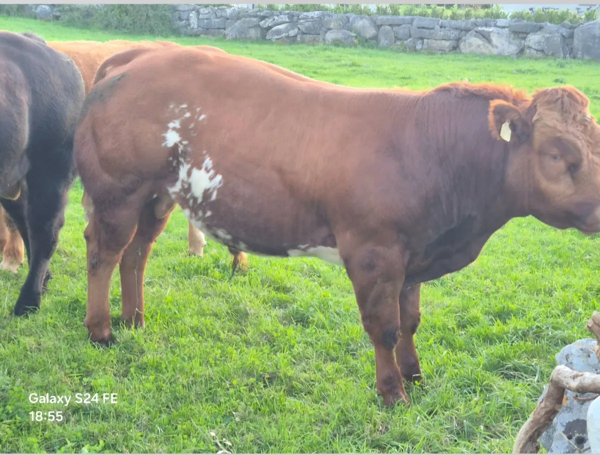 Bulls - Image 1