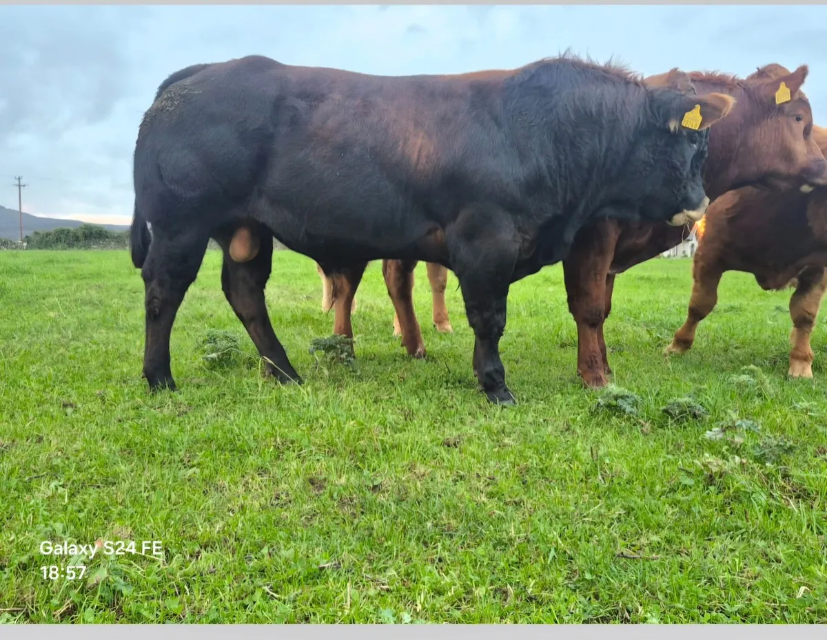 Bulls - Image 2