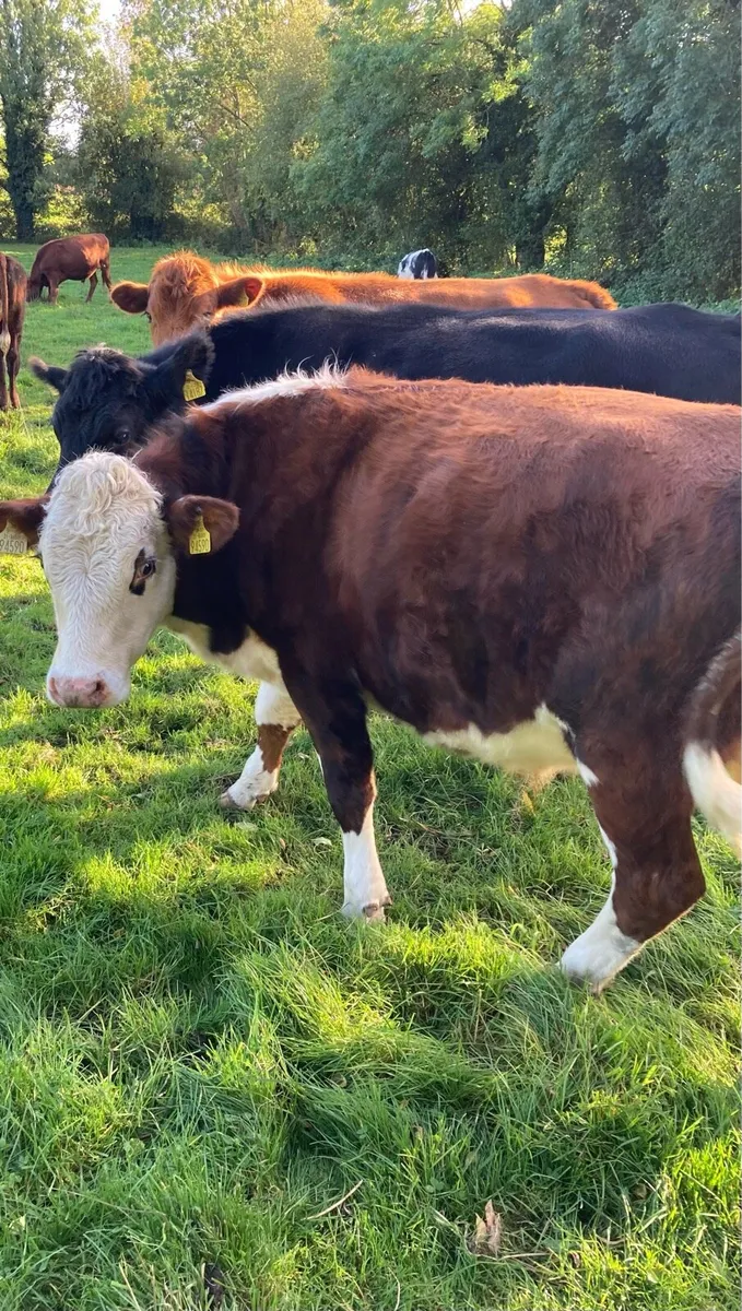 20 Angus and Hereford bullocks for sale - Image 1