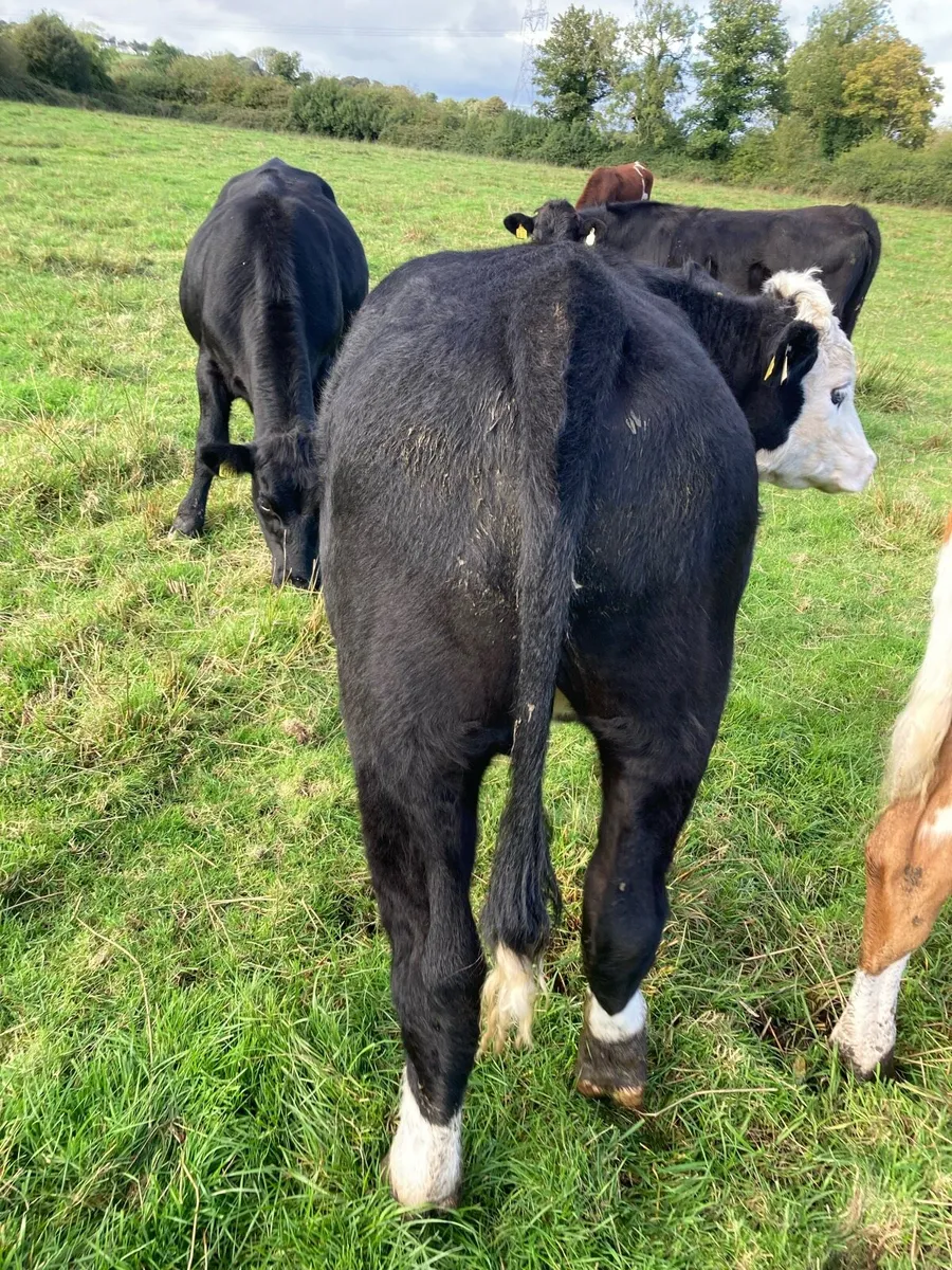 20 Angus and Hereford bullocks for sale - Image 2