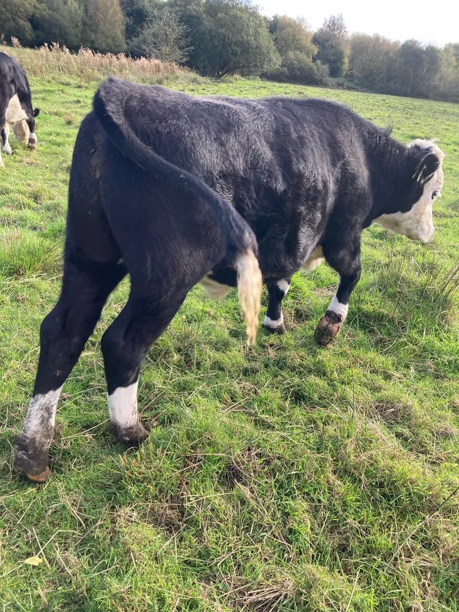 20 Angus and Hereford bullocks for sale - Image 3