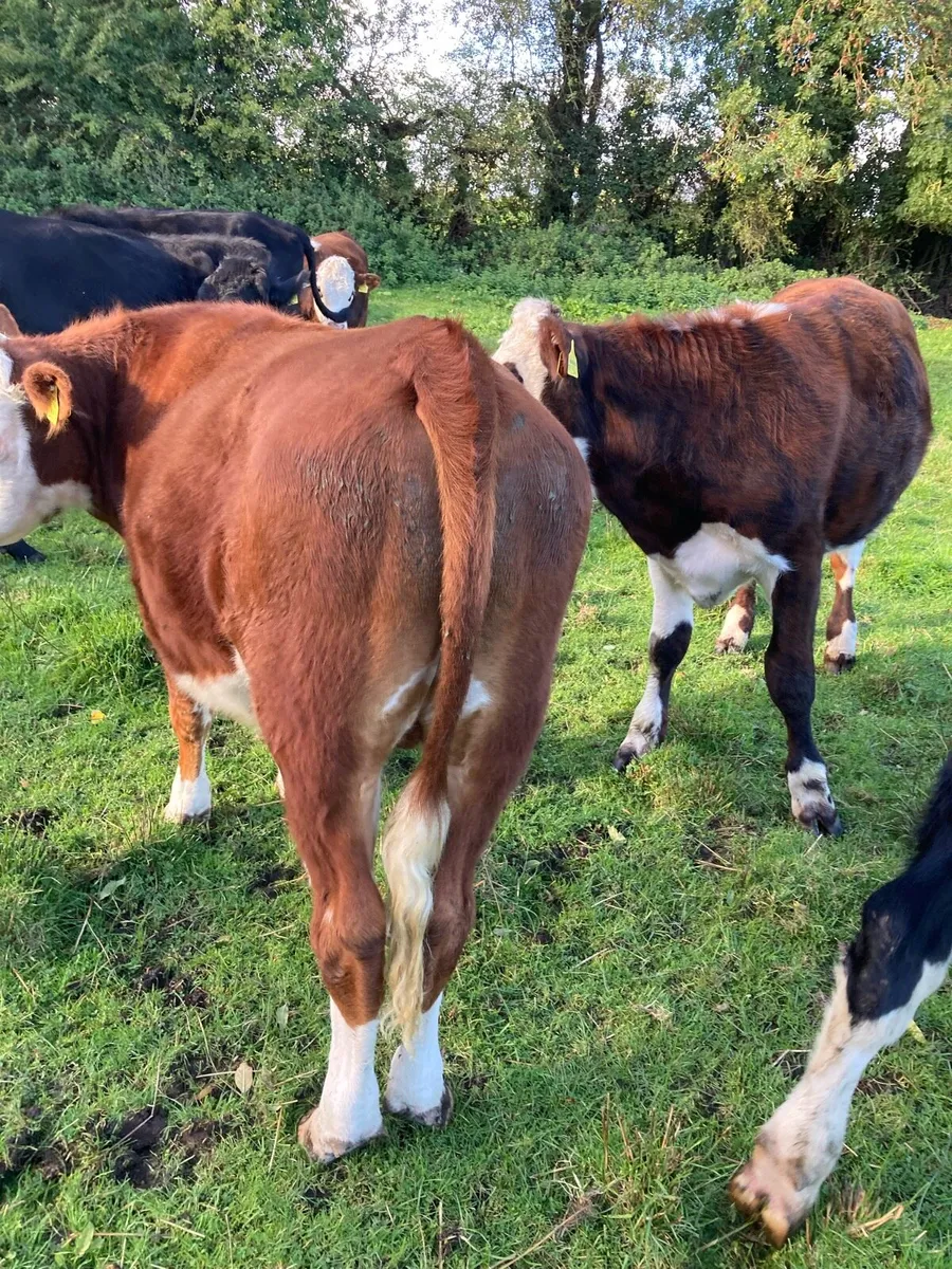 20 Angus and Hereford bullocks for sale - Image 4