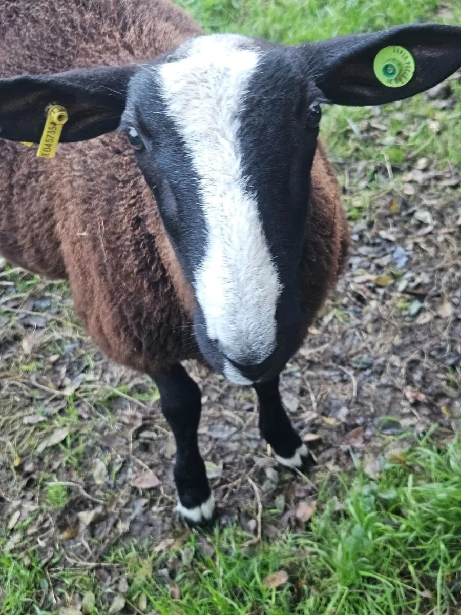 PBR Zwartble ram lamb, SIS - Image 1