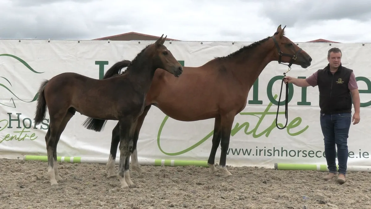Broodmare  from a top family infoal for 2027 - Image 3