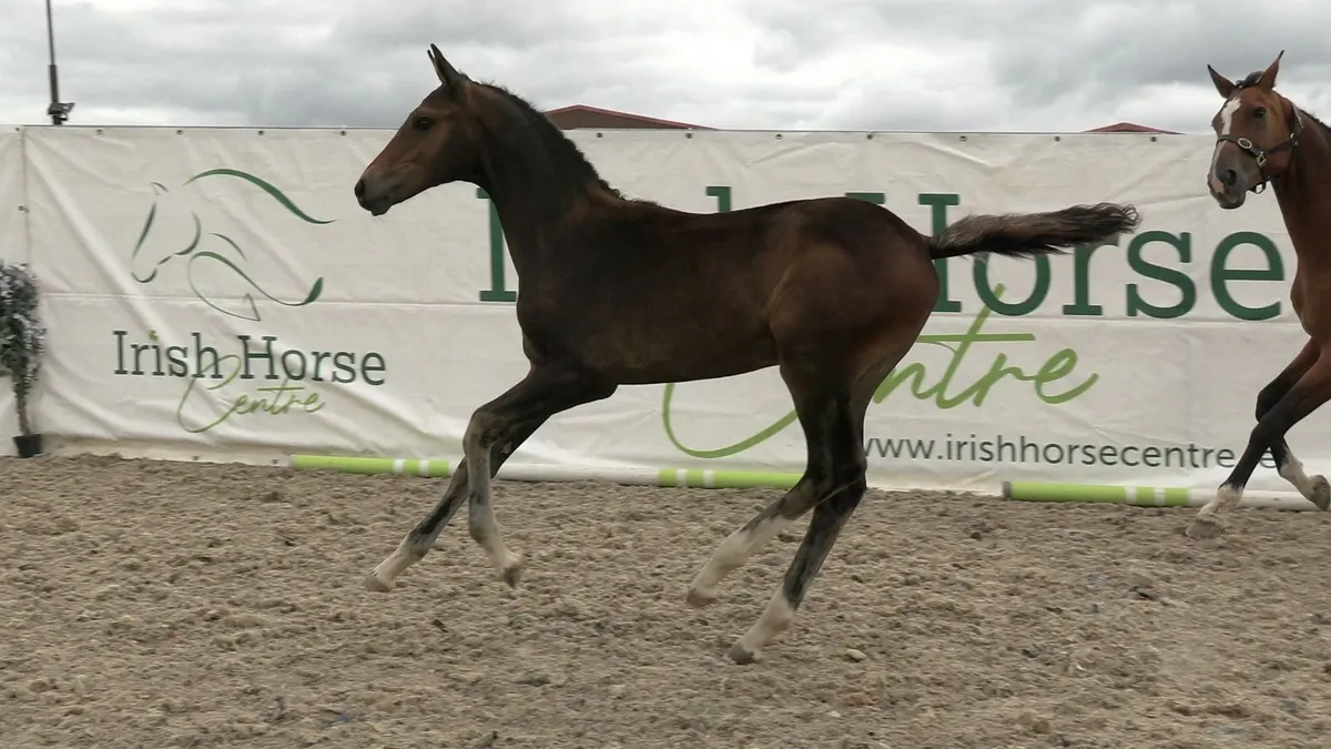 Broodmare  from a top family infoal for 2027 - Image 4