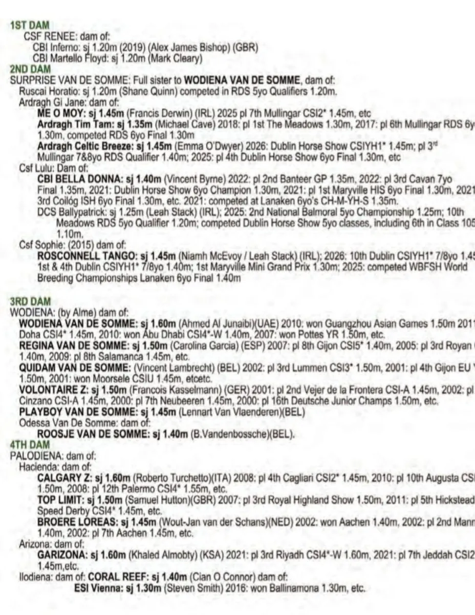 Broodmare  from a top family infoal for 2027 - Image 2