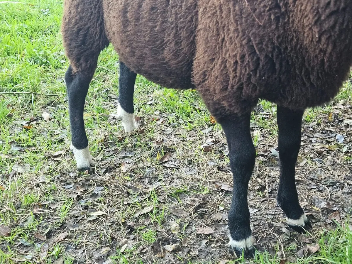 PBR Zwartble ram lamb, SIS - Image 2