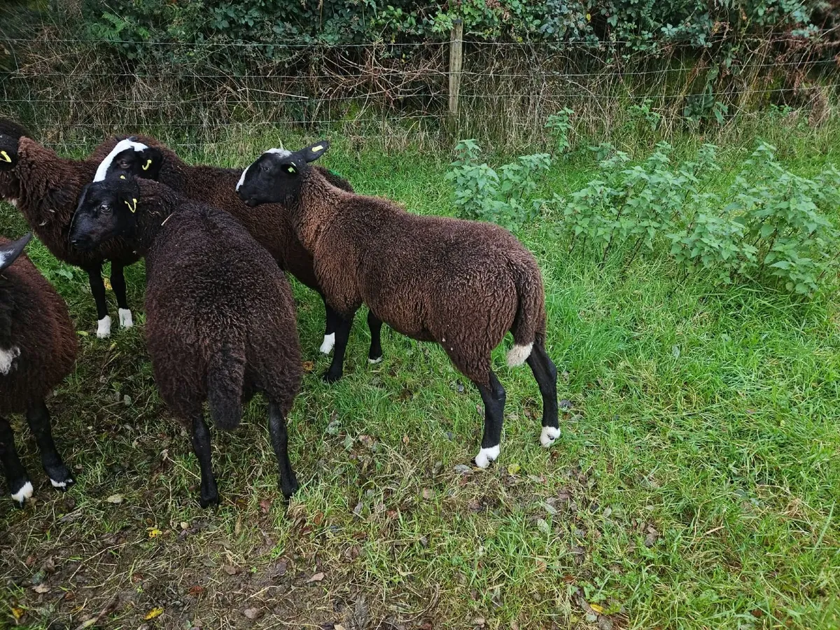 PBR Zwartble ram lamb, SIS - Image 3