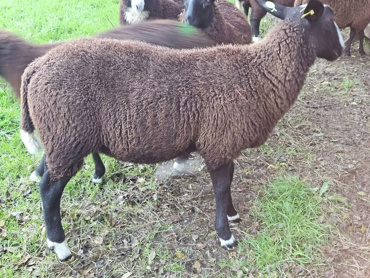 PBR Zwartble ram lamb, SIS - Image 4