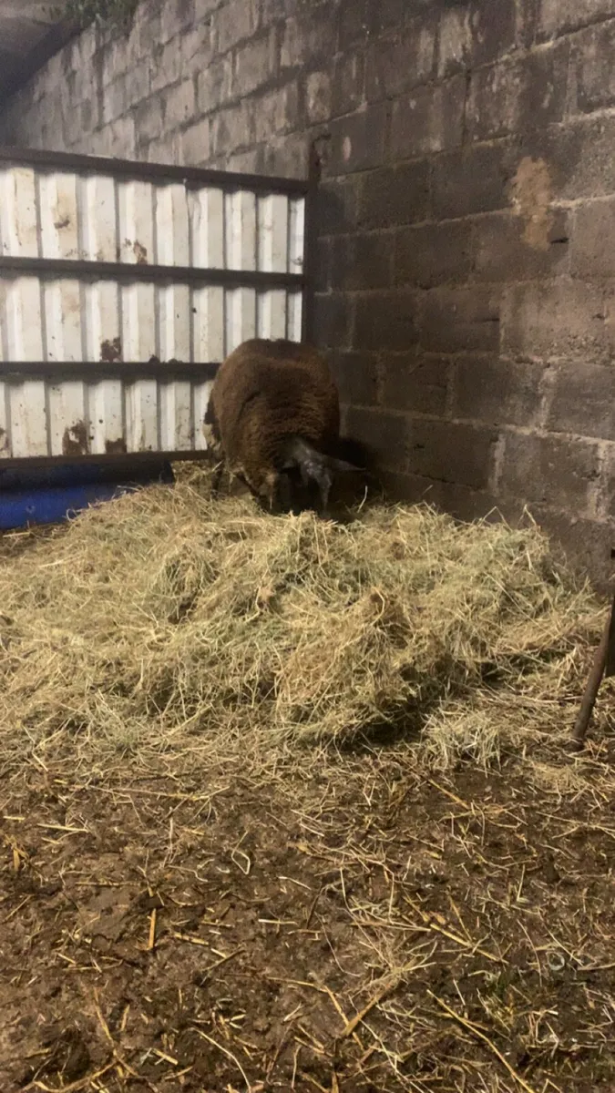 2 purebred dutch spotted ram lambs - Image 3