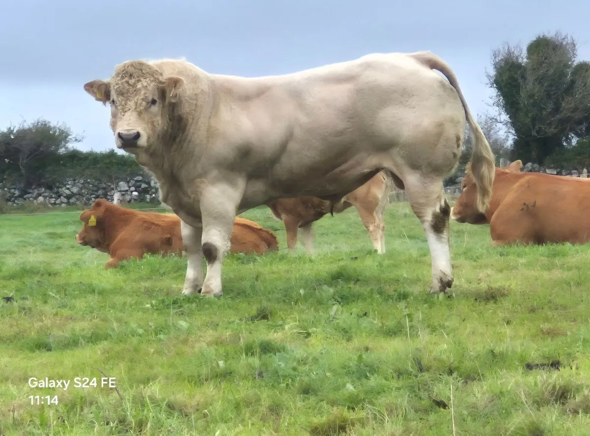 Bulls - Image 3