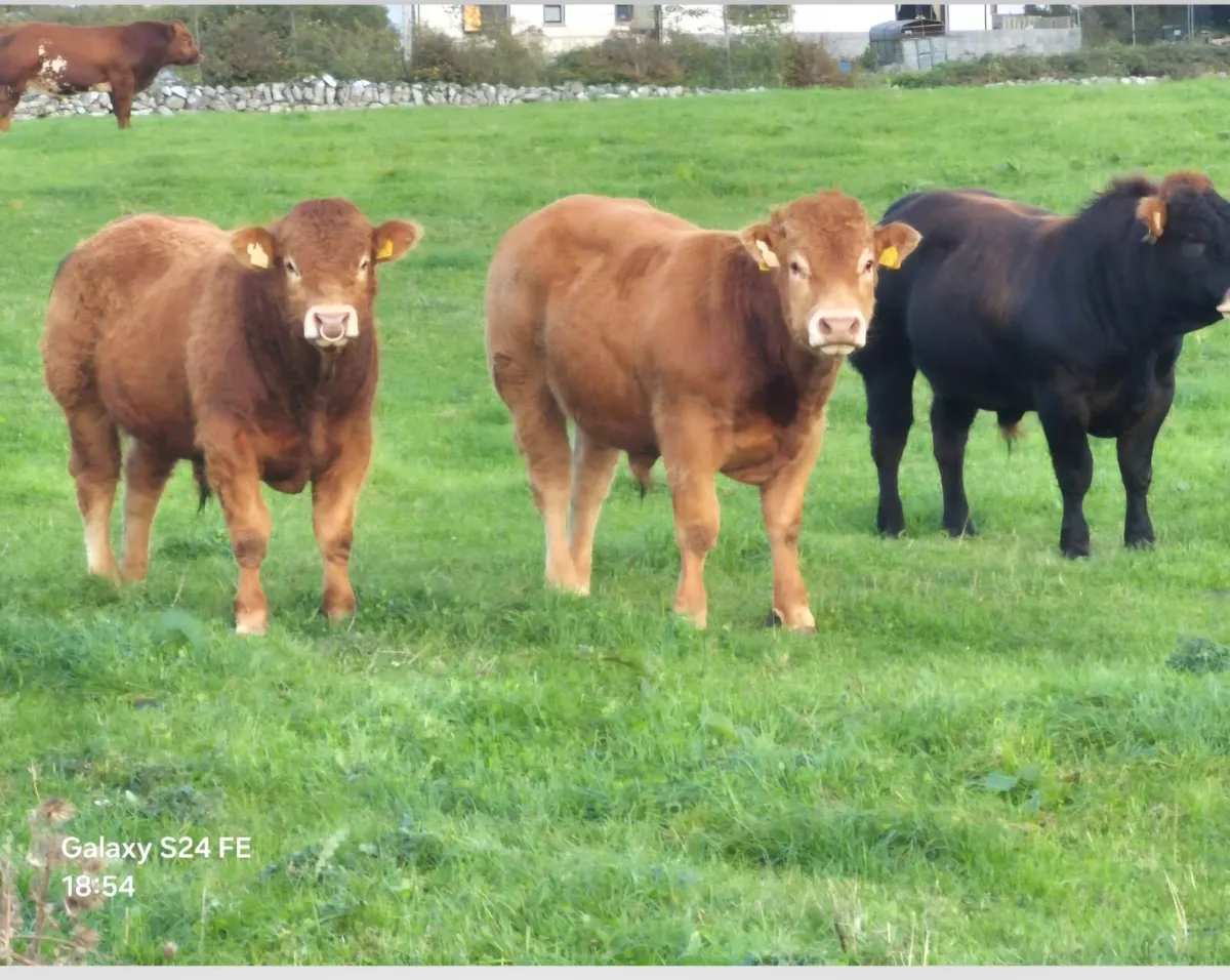 Bulls - Image 4