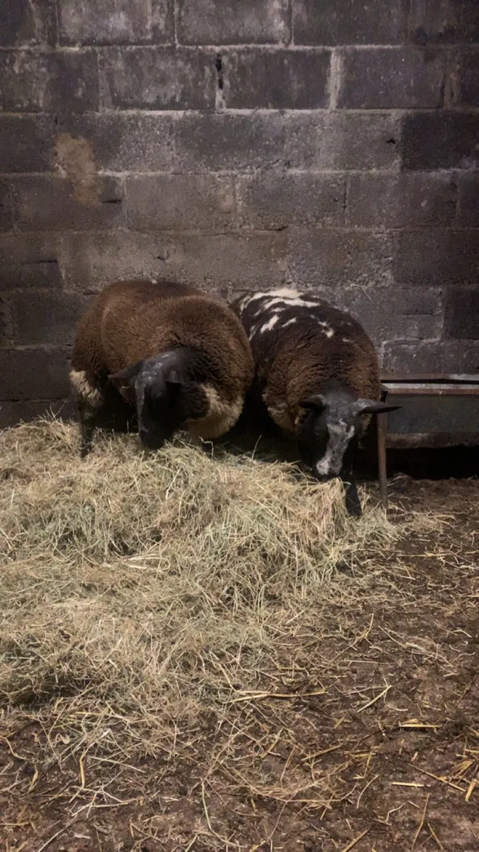 2 purebred dutch spotted ram lambs - Image 1