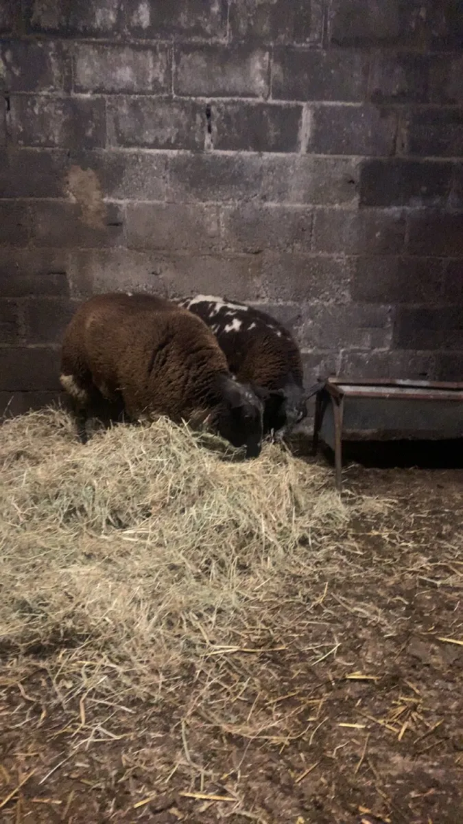 2 purebred dutch spotted ram lambs - Image 2