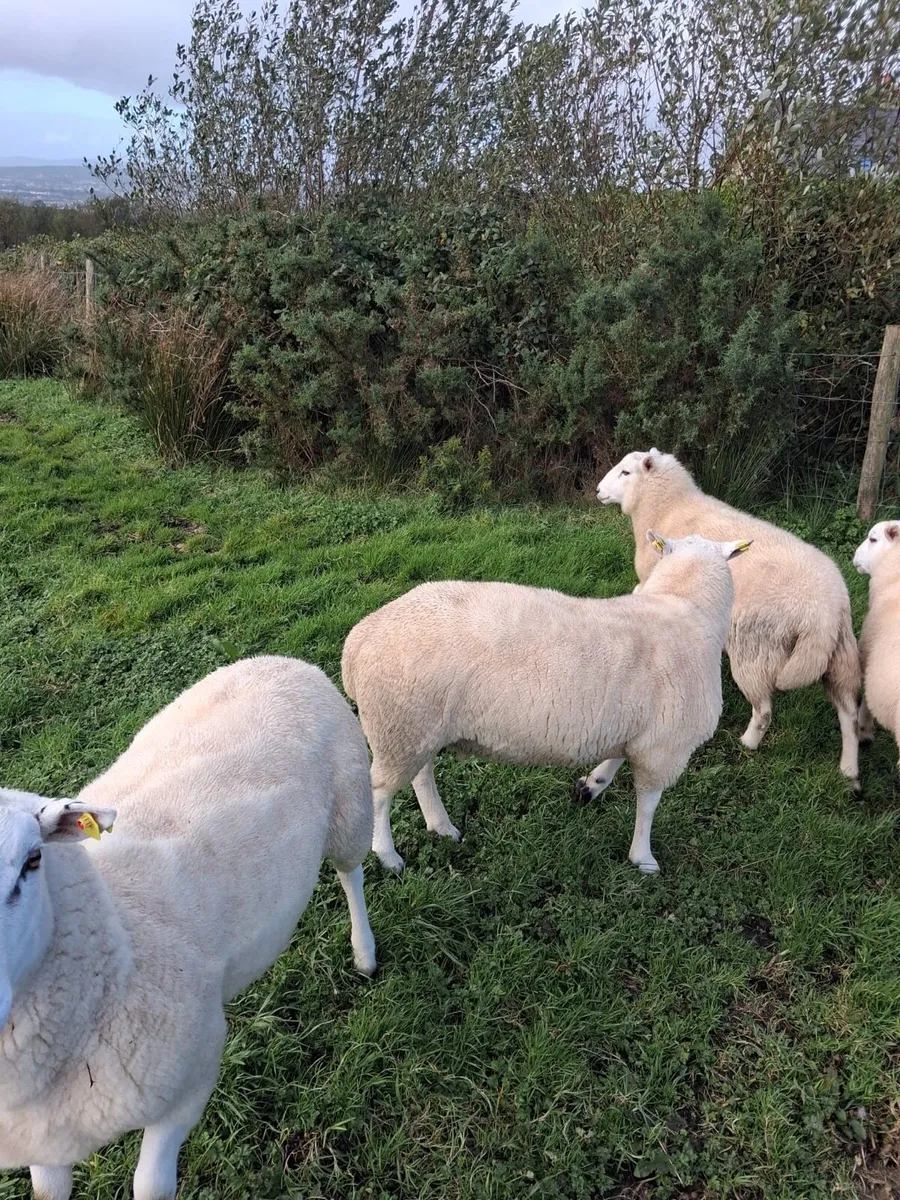 Two Hogget Lleyn Rams - Image 4