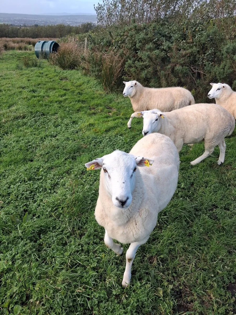 Two Hogget Lleyn Rams - Image 2