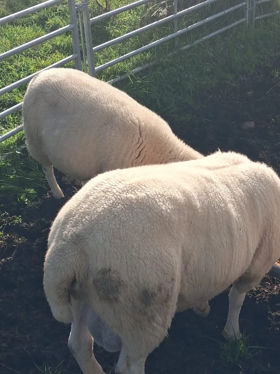 Two Hogget Lleyn Rams - Image 3