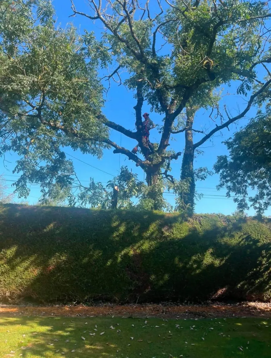 Tree removal service - Image 2