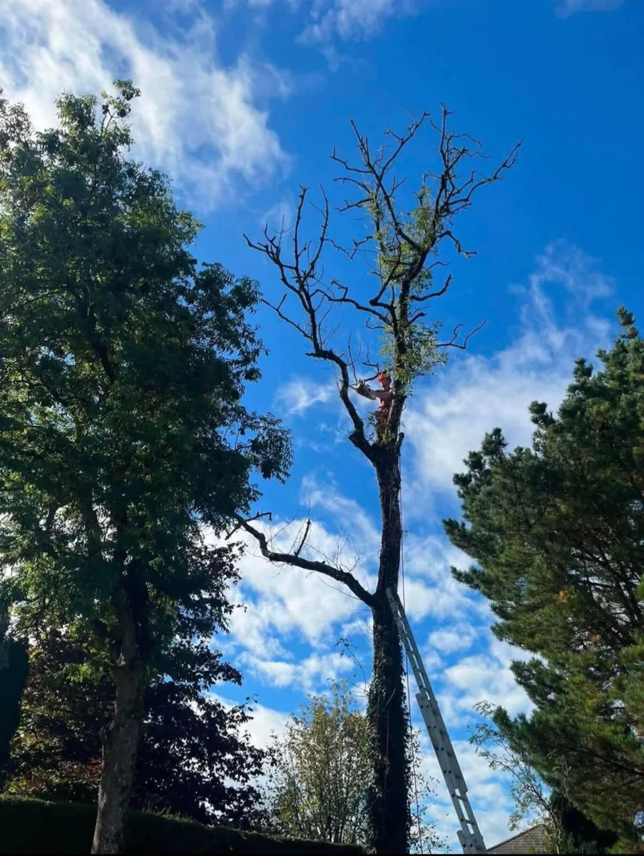 Tree removal service - Image 1