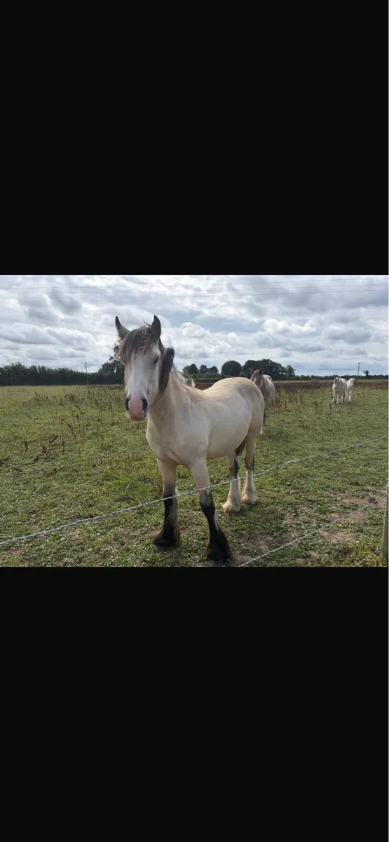 Cob foals - Image 1