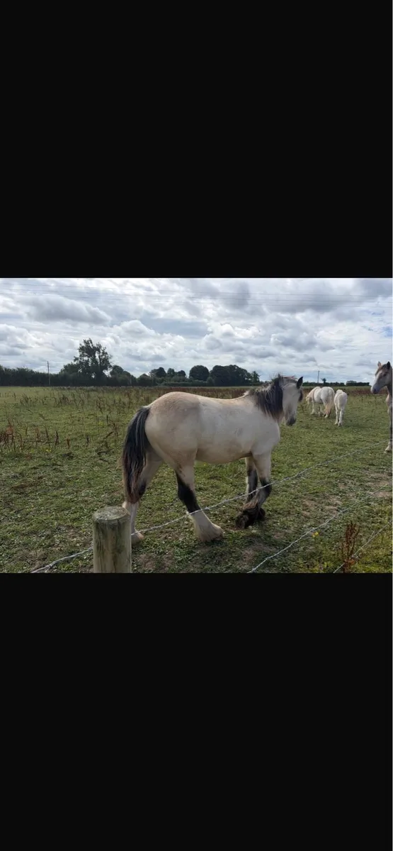 Cob foals - Image 2