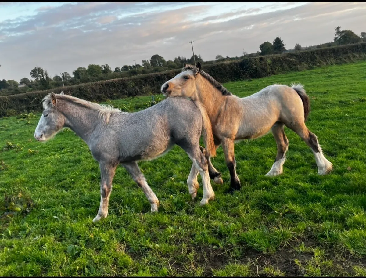 Cob foals - Image 3